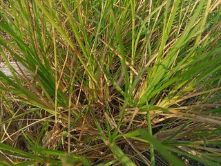 Obraz premium wild grass landscape in the morning with a little dew