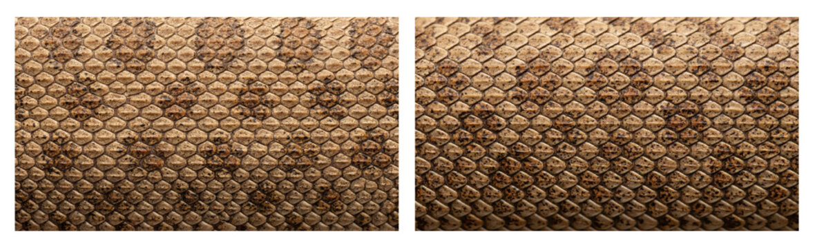 Set of North American hognose snake skin texture close-up in sandy beige brown and rust color palette, macro top-down camera view
