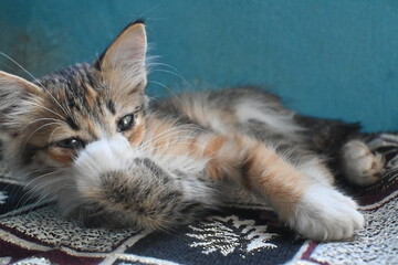 cat on a bed with face hiding with her hand © NEVIN