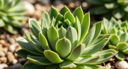 A vibrant green succulent plant with layered leaves, showcasing natural beauty in its detailed form.