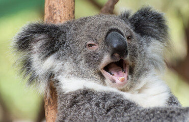 Smiling koala in a tree © Steve