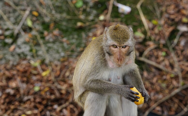 Fototapeta premium Wild macaque monkey sitting on forest ground holding and eating fruit. Close up wildlife scene captured in a tropical natural habitat, representing animal behavior, biodiversity and jungle ecosystem.