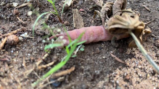 A green caterpillar, commonly found on durian trees, crawling on the soil after falling from its host tree.