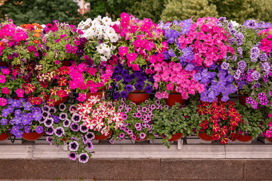 Vibrant petunia flowers blooming in terracotta pots creating a colorful garden display