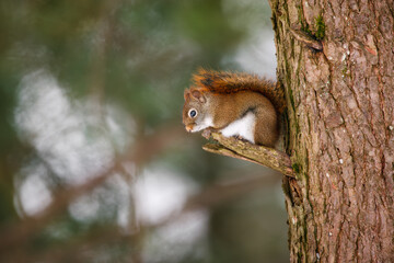 Fototapeta premium Red Squirrel (Tamiasciurus hudsonicus) sitting on a hemlock tree