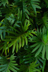 Philodendron Selloum Tropical Leaf Background © Cavan