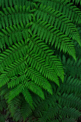 Detailed Close-Up of Lush Green Fern Leaf