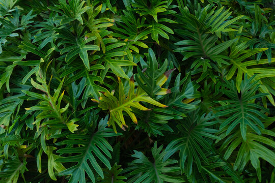 Philodendron Selloum Tropical Leaf Background