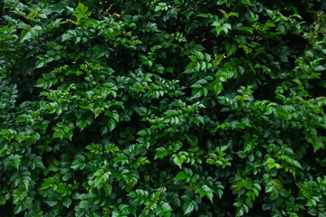 Obraz premium Lush Creeping Fig Dense Green Leaf Background