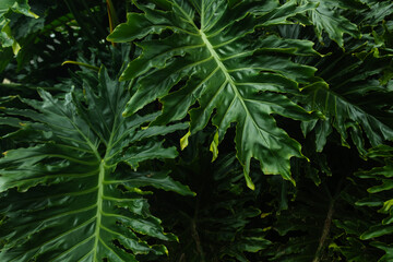Lush Tropical Philodendron Leaves – Exotic Green Foliage Background © Cavan