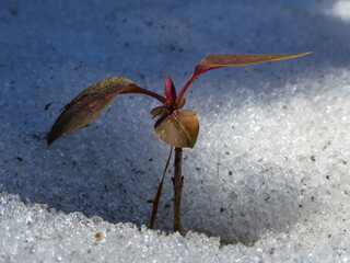 Young plant with reddish leaves emerging from icy snow crust © Cavan