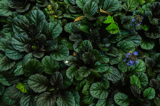 Ajuga Reptans Dark Leaf Groundcover Texture
