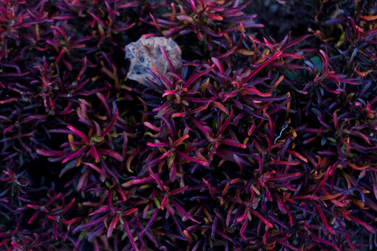 Alternanthera Red Foliage Garden Texture