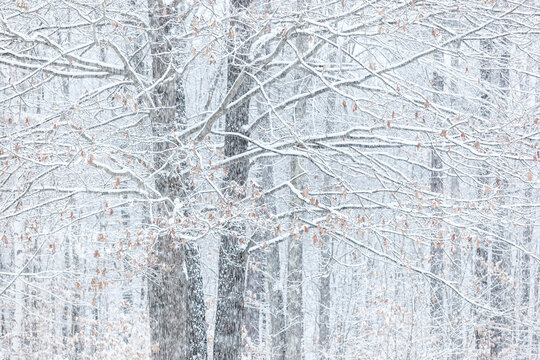 Oak tree branches, trunk, and leaves with falling snow