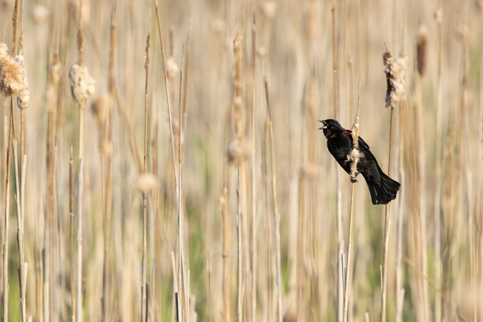 Male Red-winged Blackbird calling among spring cattails