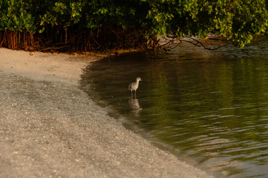 Willet shorebird wading in shallow coastal water near a sandy be