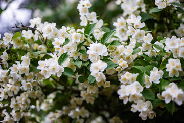 White jasmine flowers blooming in spring garden, symbolizing purity and new beginnings