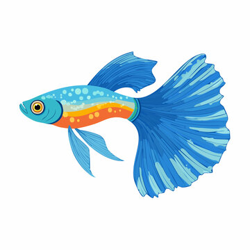 Ornamental Betta Fish with Long Flowing Fins Tropical Aquarium Fish Illustration