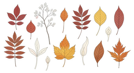 Autumn leaves illustration collection isolated on white background