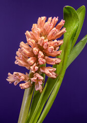 Fototapeta premium Salmon Pink Hyacinth Flower With Green Leaves On Purple Background