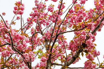 Pink cherry blossoms in nature.