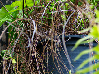 Obraz premium Tangled mass of dried brown aerial roots and branches creating abstract natural texture pattern outdoor garden