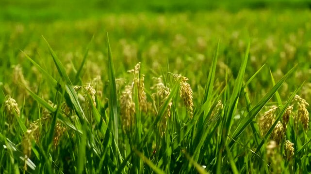 Close-up of vibrant rice field showing a lush scene of fresh and healthy harvest