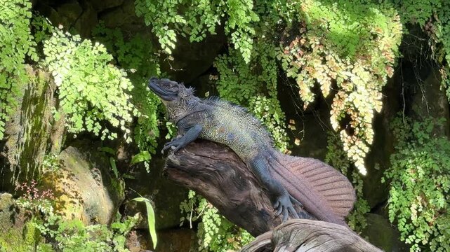 Sailfin lizard resting on tree branch in tropical forest