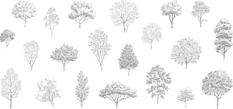 Hand drawn tree collection set, detailed botanical forest trees sketch pack, nature landscape design elements for map and garden planning vector illustration