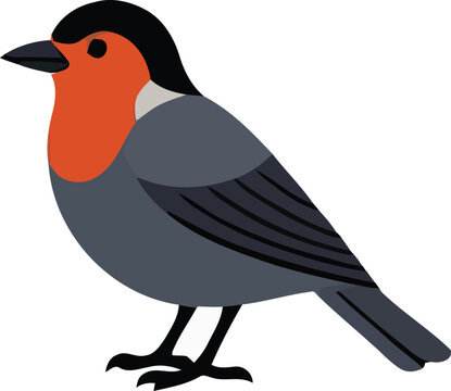 Vector illustration of a robin bird