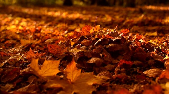 Fallen leaves on the forest ground, a symphony of autumn colors. The leaves cover the ground, creating a textured carpet under sunlight. The scene captures the essence of fall's beauty
