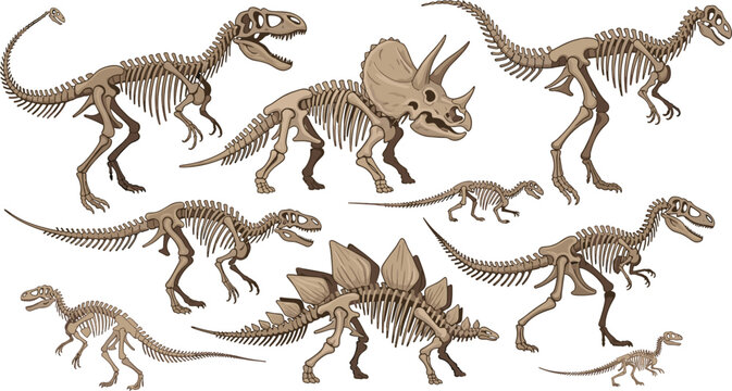 Dinosaur Skeleton Collection Featuring T Rex Triceratops and Stegosaurus Fossil Bones Prehistoric Animal Skeleton Illustration Set
