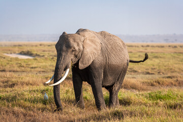Fototapeta premium Portrait of an elephant from Amboseli. Kenya, Africa