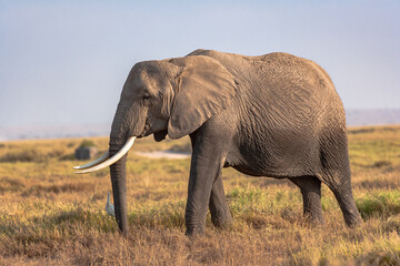 Fototapeta premium Portrait of an elephant from Amboseli. Kenya, Africa