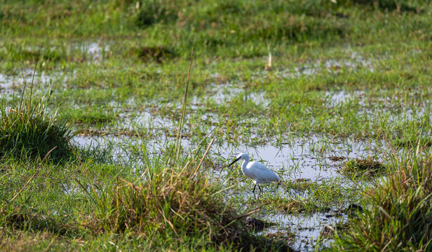 White heron. A bird is looking for food on a swamp. Amboseli, Kenya