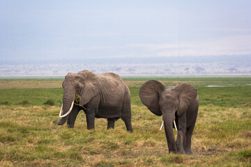 Fototapeta premium A meeting between two elephants in the Amboseli wilderness. Kenya, Africa.