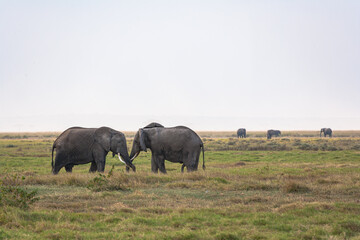 Fototapeta premium A meeting between two elephants in the Amboseli wilderness. Kenya, Africa.