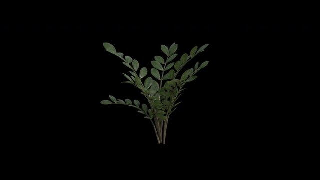 Zamioculcas Plant Swaying in Wind Loop Animation with Alpha Channel. Wind Blows The Aroid Palm Plant. Zuzu Plant Leaves Swaying Loop Animation. Tree Branches Moving in Breeze. Transparent Background
