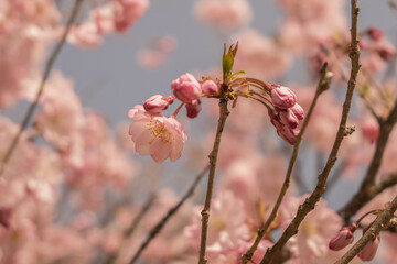 桜の花　クロースアップ