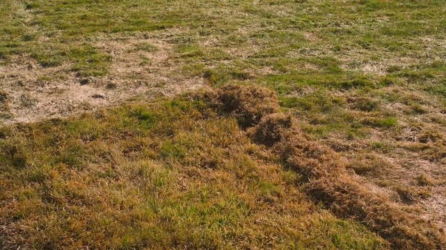 Before and after lawn raking in spring. Removing stale and dry grass from lawn after winter