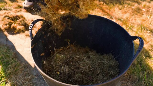 Filling large bucket with dry dead stale grass after lawn dethatching after winter
