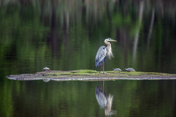 Fototapeta premium Great Blue Heron Standing in a pond surrounded by Emerald Water