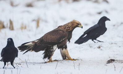 Fototapeta premium Golden eagle - young bird at a wetland in winter