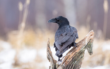 Fototapeta premium Common Raven - in winter at a wetland