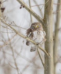 Eurasian Pigmy Owl in a forest in spring 