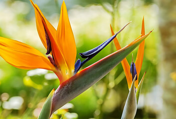 Obraz premium Vibrant orange and blue bird of paradise flower close-up in natural sunlight