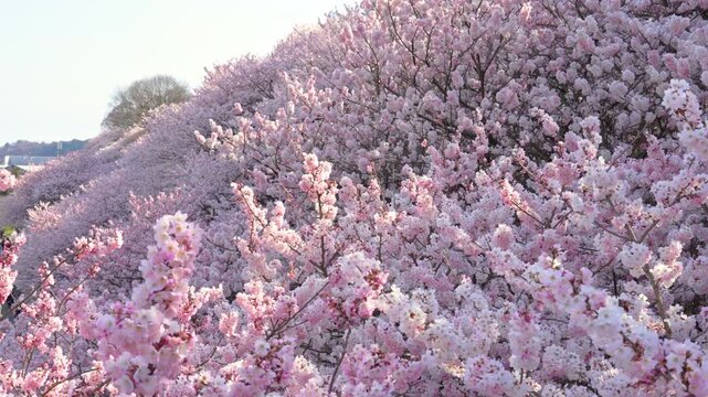 満開に咲き乱れるピンク色が濃い桜「春めき桜」（神奈川県南足柄市 / 一ノ堰ハラネ）