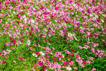 Obraz premium Flower background view The colorful colors of tulips (pink, red, white, orange, yellow, green, purple) planted in gardens for the beauty of the spectators, are species that grow in cold weather.
