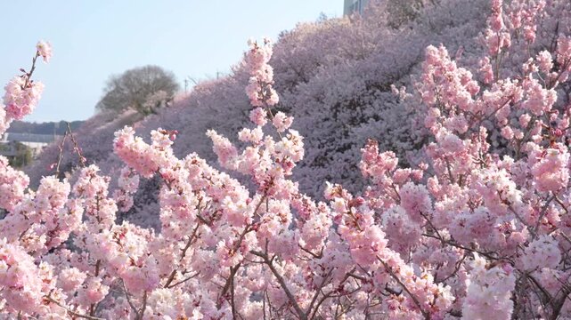 満開に咲き乱れるピンク色が濃い桜「春めき桜」（神奈川県南足柄市 / 一ノ堰ハラネ）