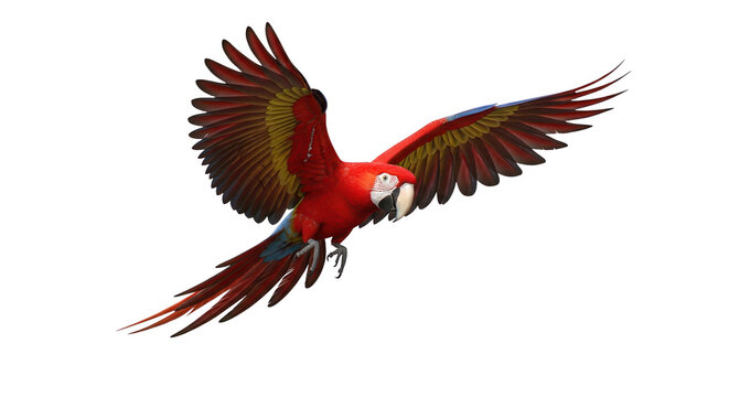 Vibrant macaw png Majestic parrot cutout Tropical bird png isolated transparent background image